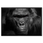 Angry Gorilla with Red Eyes - Black and White Poster