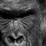 Angry Gorilla with Red Eyes - Black and White Poster