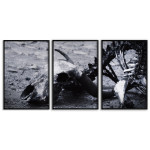 Skelett av Djur - Stor Poster i Tre delar