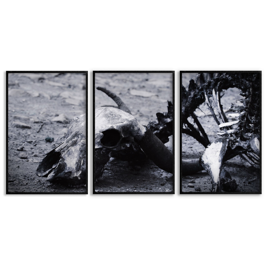 Skelett av Djur - Stor Poster i Tre delar