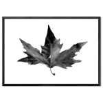 Autumn Leaf - Black and White Poster