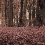 H&ouml;st,  l&ouml;v och Skog - Stor 4-delad Poster