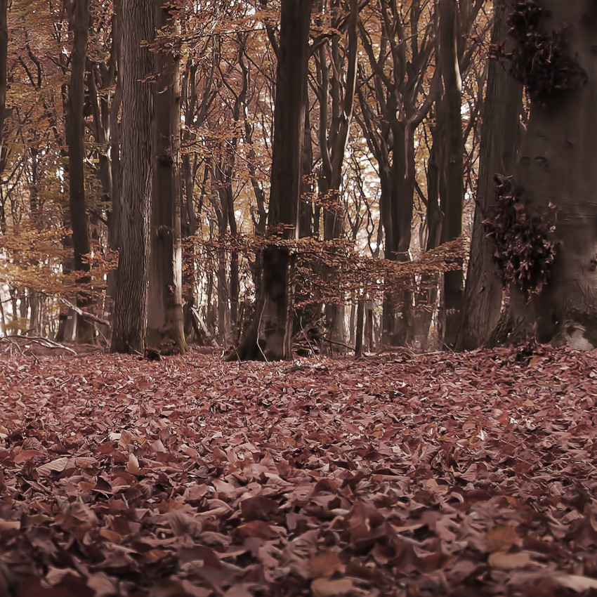 H&ouml;st,  l&ouml;v och Skog - Stor 4-delad Poster