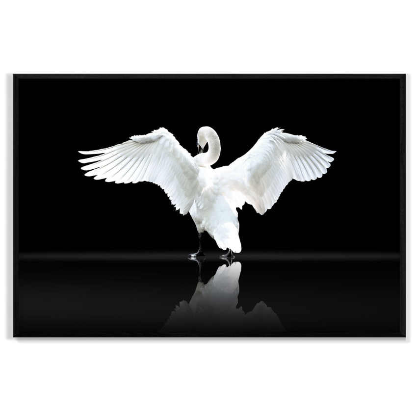 Beautiful Swan - Poster