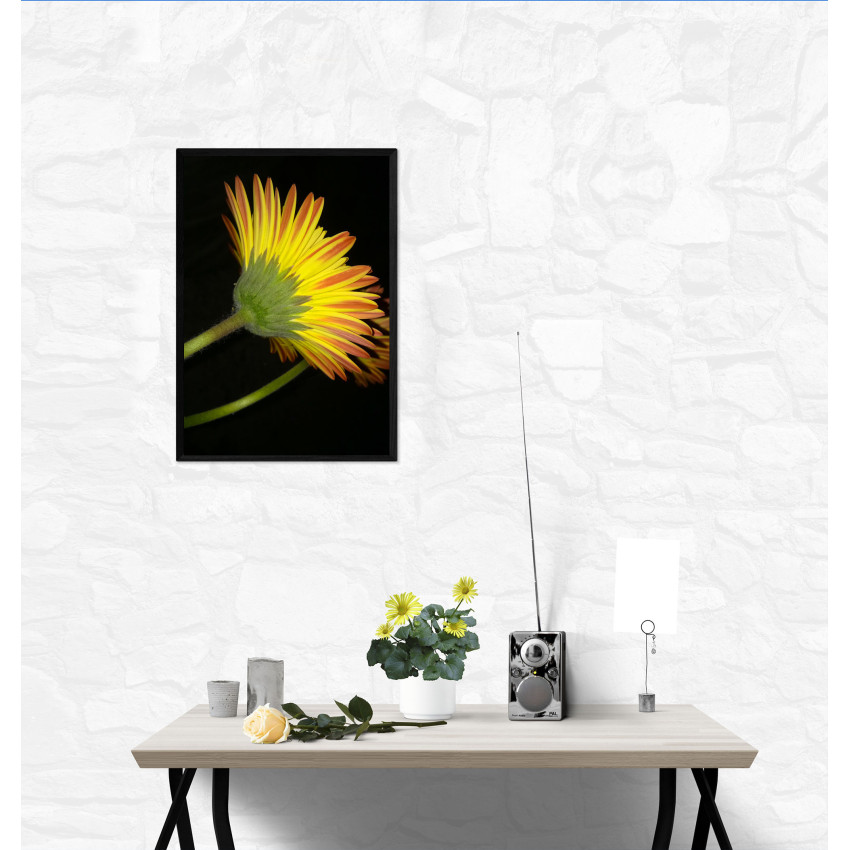 Vacker gul blomma  med svart bakgrund - Poster
