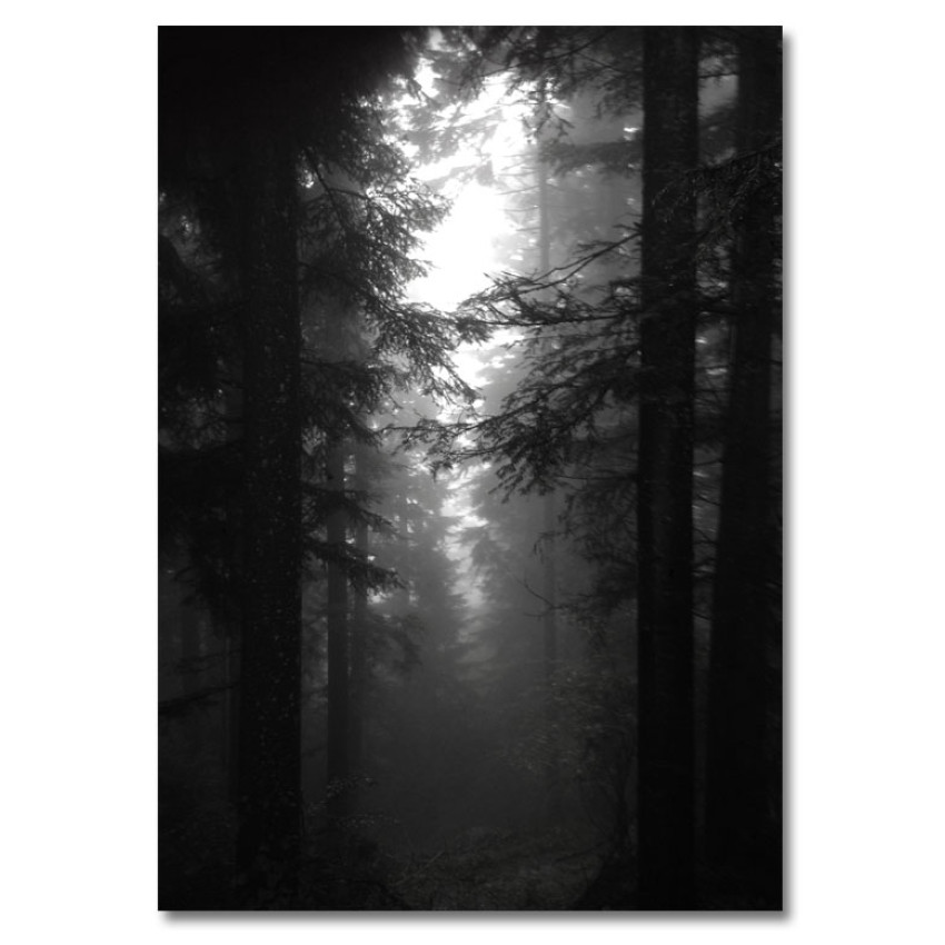 Big Black and White Forest Poster