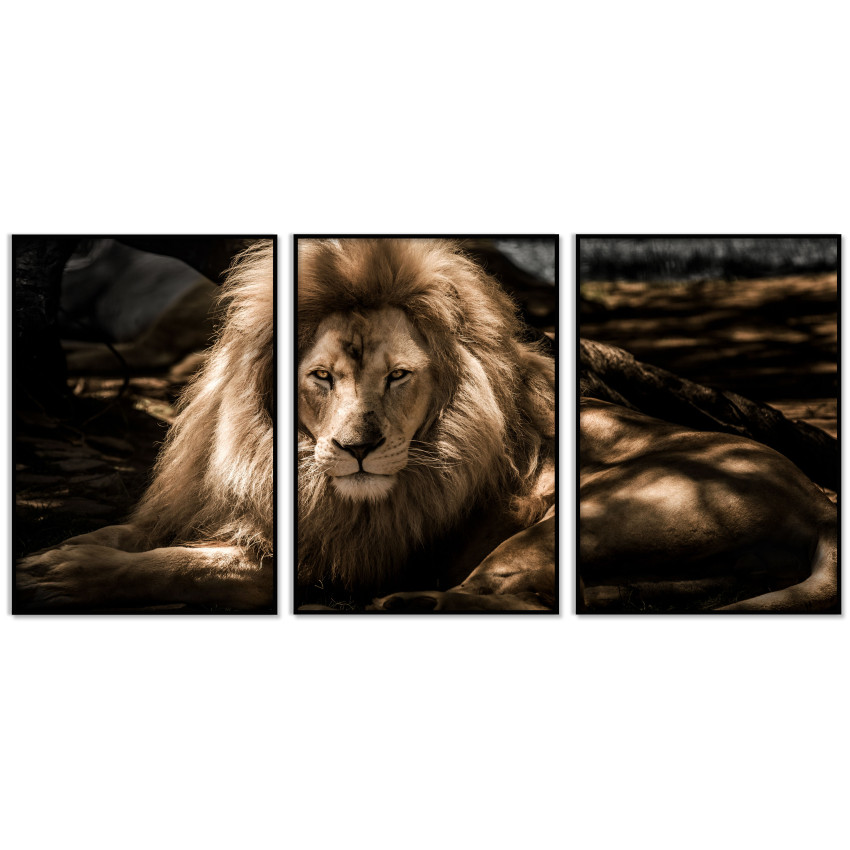 Big Lion Poster - Three Piece Panorama Picture