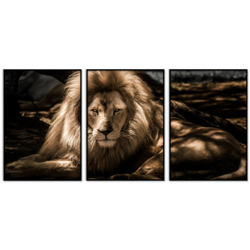 Big Lion Posters 50x70cm x 3