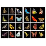 Fjärilar i mängder - Tavelset i två delar