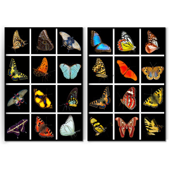 Butterflies - Two Piece Poster Set