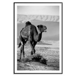 Kamel 50x70cm svartvit poster | Fri frakt