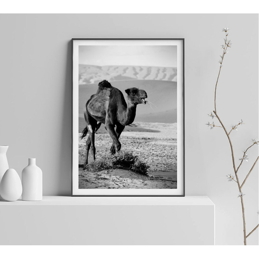 Kamel 50x70cm svartvit poster | Fri frakt