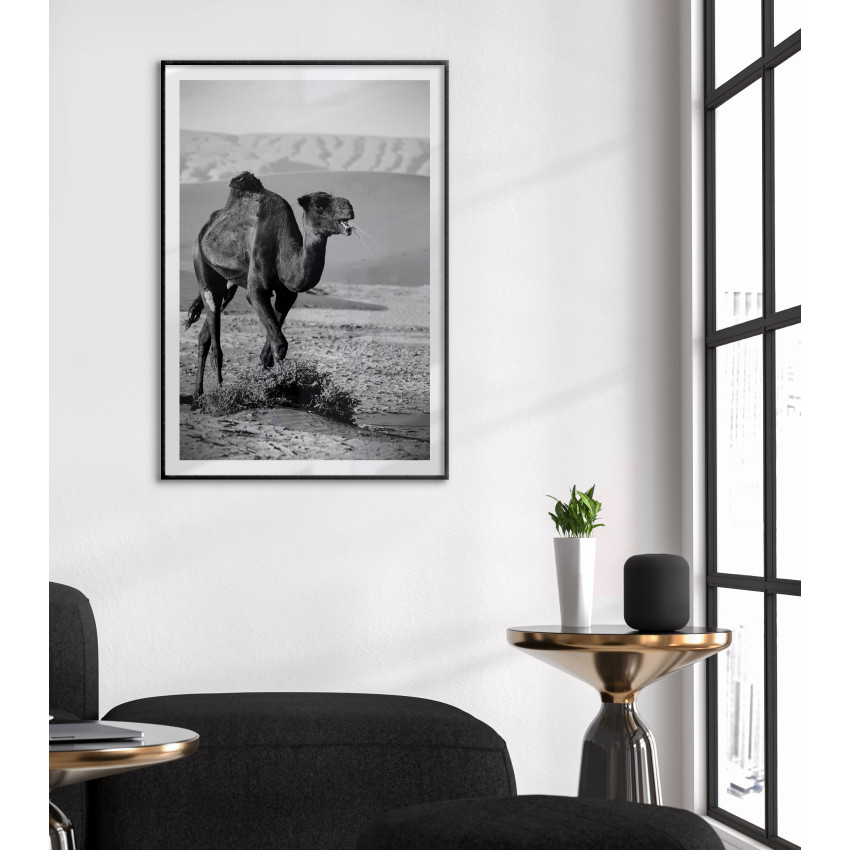 Kamel 50x70cm svartvit poster | Fri frakt
