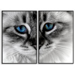 Cat Close-up Blue Eyes Poster