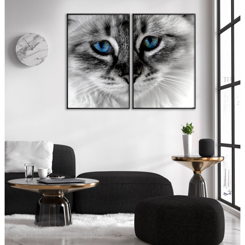 Cat Close-up Blue Eyes Poster