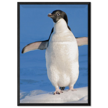 Cute Penguin - Poster Print