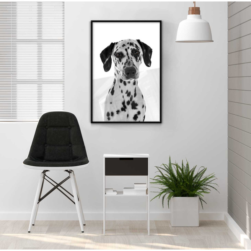 Dalmatian dog 50x70cm Black and white poster