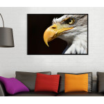 &Ouml;rn med Svart Bakgrund - Poster