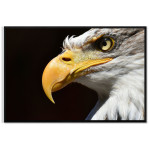 &Ouml;rn med Svart Bakgrund - Poster