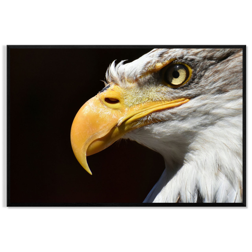 &Ouml;rn med Svart Bakgrund - Poster