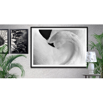 Elegant Swan - Black and White Poster
