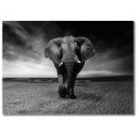 Elefant Framifrån - Stor Svartvit Poster