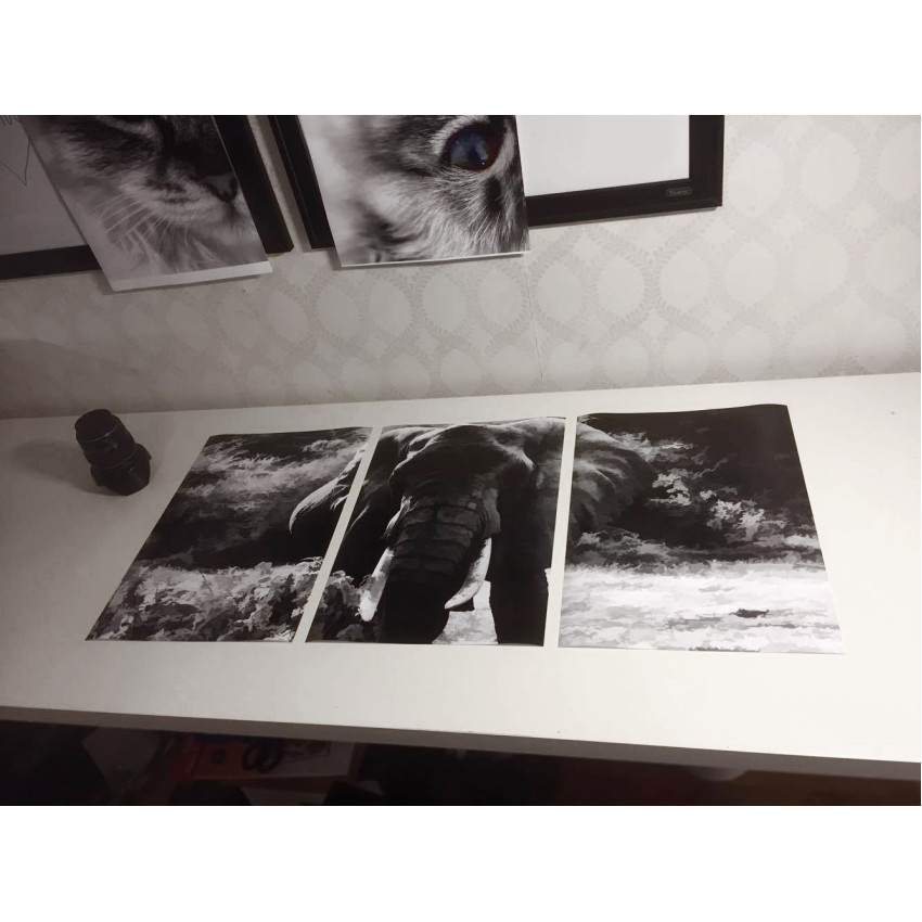 Elephant from the Front - Black and White Poster in Three Pieces