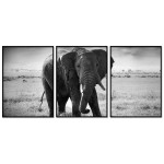 Elephant in the Savanna - Three Piece Poster