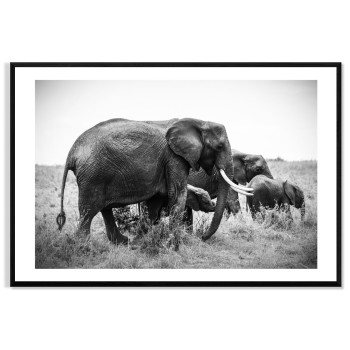 Elephants - Simple Black and White Poster