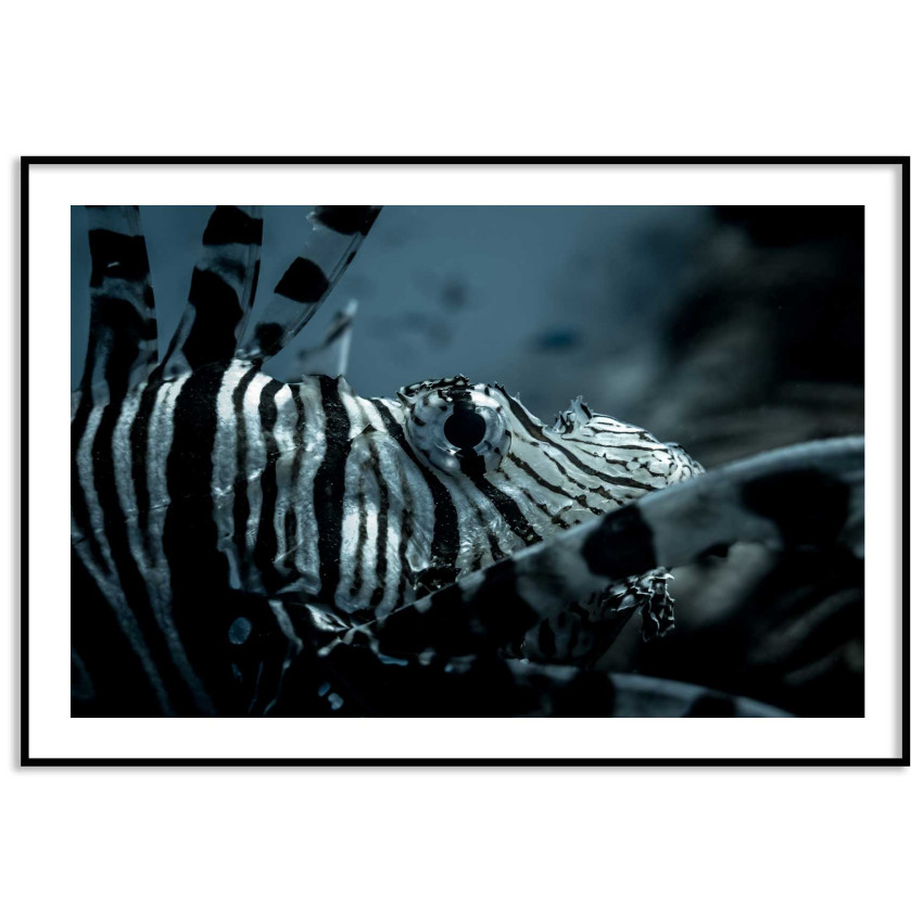 Exotisk fisk - Elegant poster