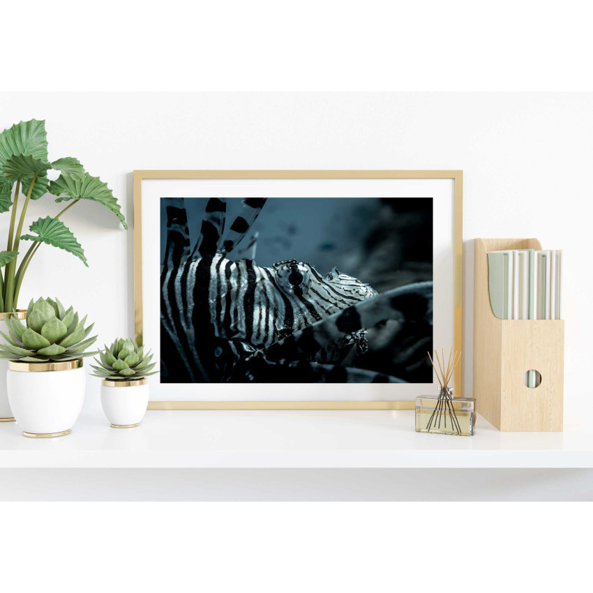 Exotisk fisk - Elegant poster