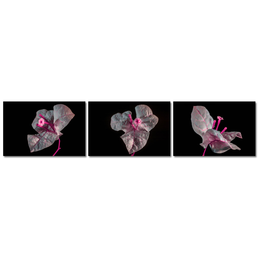 Flowers in the Dark - Poster in Three Pieces