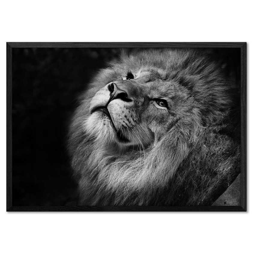 Lion Close Up - Black and White Poster
