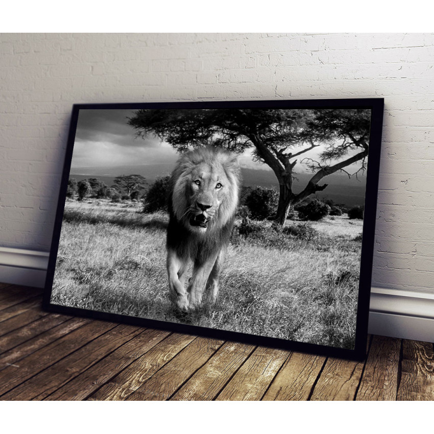 Lion from the Front - Poster