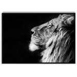 Lejon svartvit poster 50x70cm | Fri frakt