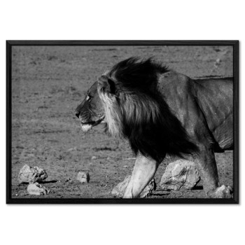 Lion Profile - Black and White Poster