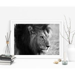 Lion Profile Close Up - Black and White Poster