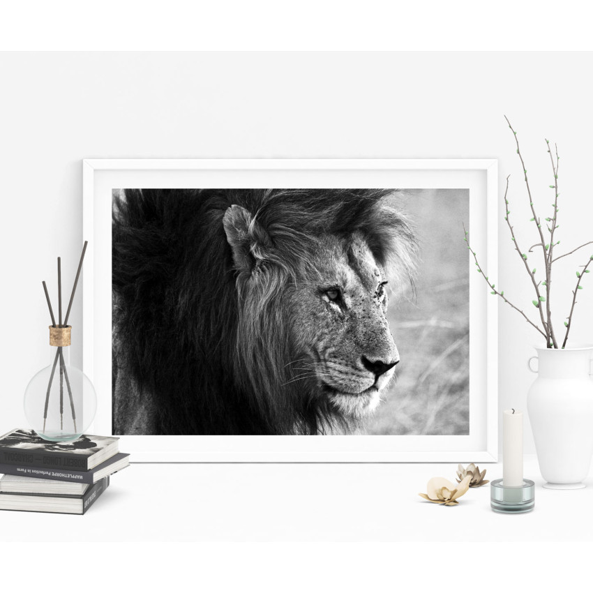 Lion Profile Close Up - Black and White Poster