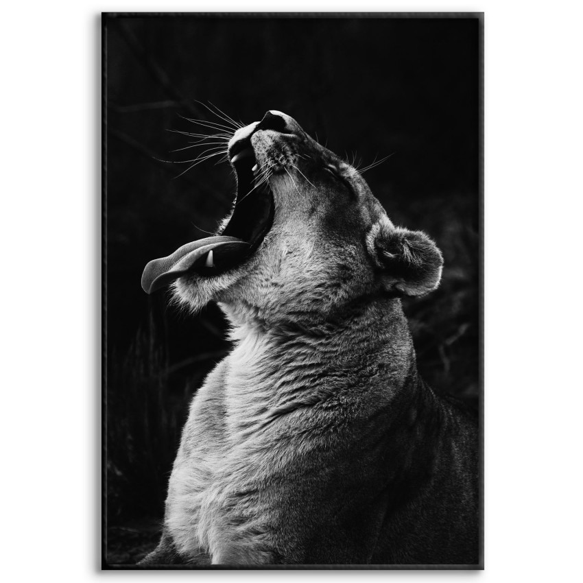 Lejonhona Gapar och Visar Tänderna - Svartvit Poster
