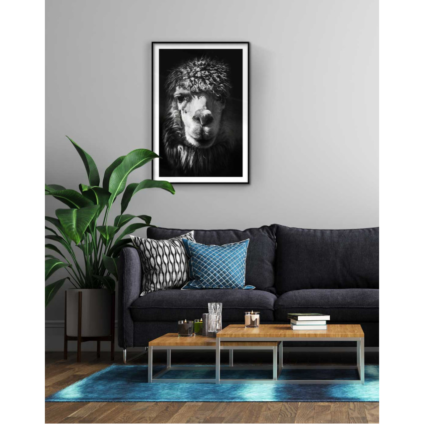 Llama portrait - Trendy poster