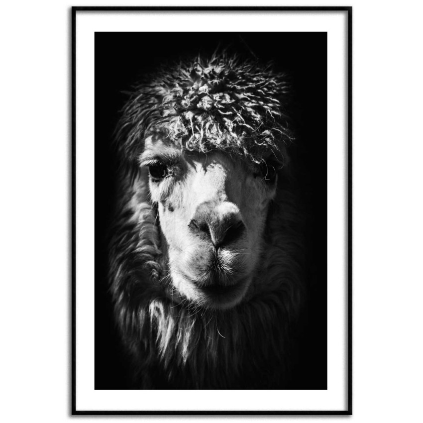 Llama portrait - Trendy poster