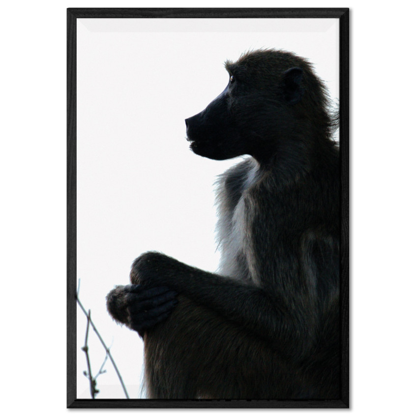 Monkey Profile - Black and White Poster
