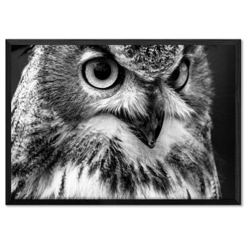 Uggla Närbild - Svartvit Poster