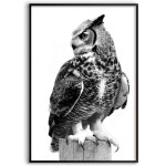 Owl - Poster