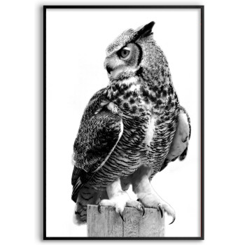 Uggla i profil - Svartvit stilren poster
