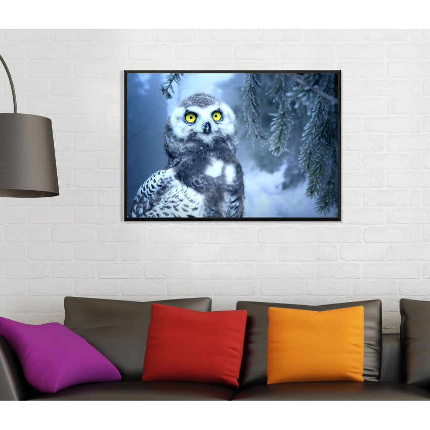Vit Uggla med Gula Ögon i Närbild - Blå Affisch
