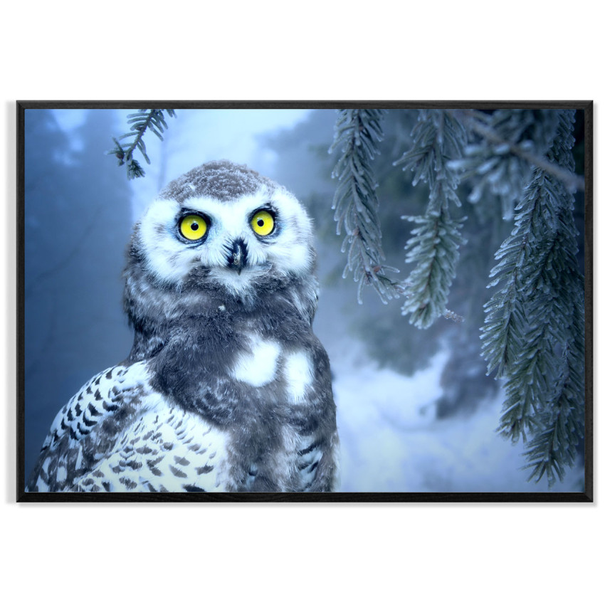Vit Uggla med Gula Ögon i Närbild - Blå Affisch