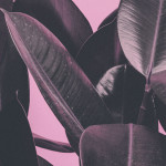 Rosa botanisk växtposter - Tvådelat tavelset