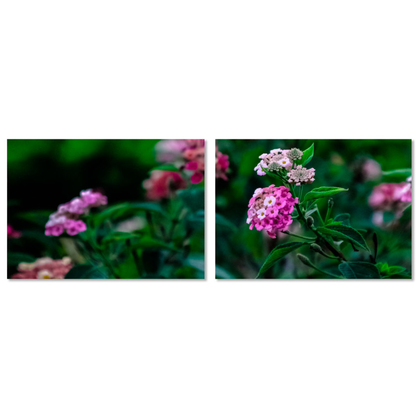 Pink Flowers in the Green Nature - Big Poster in Two Pieces