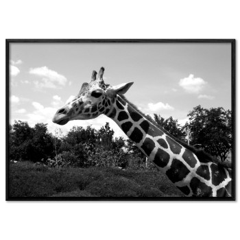 Svartvit Tavla med en Giraff i Profil